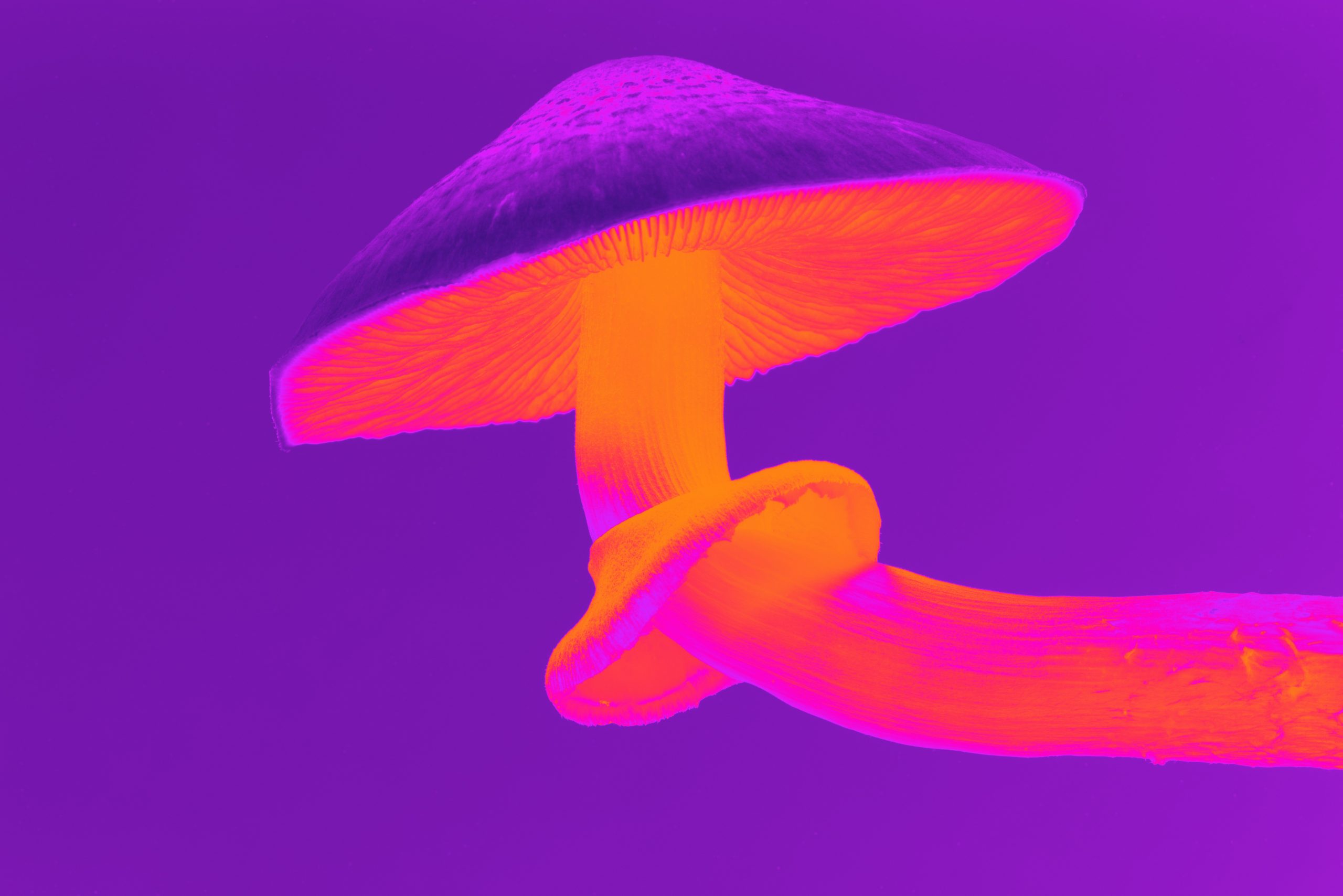 psychedelic mushroom
