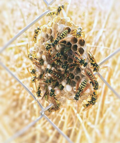bees