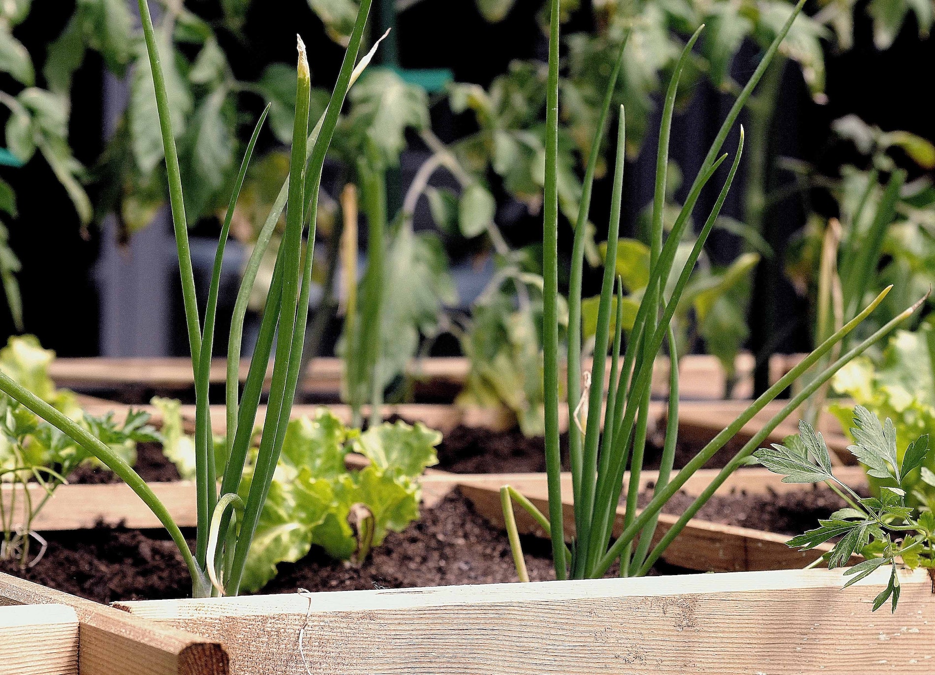 close up of garden