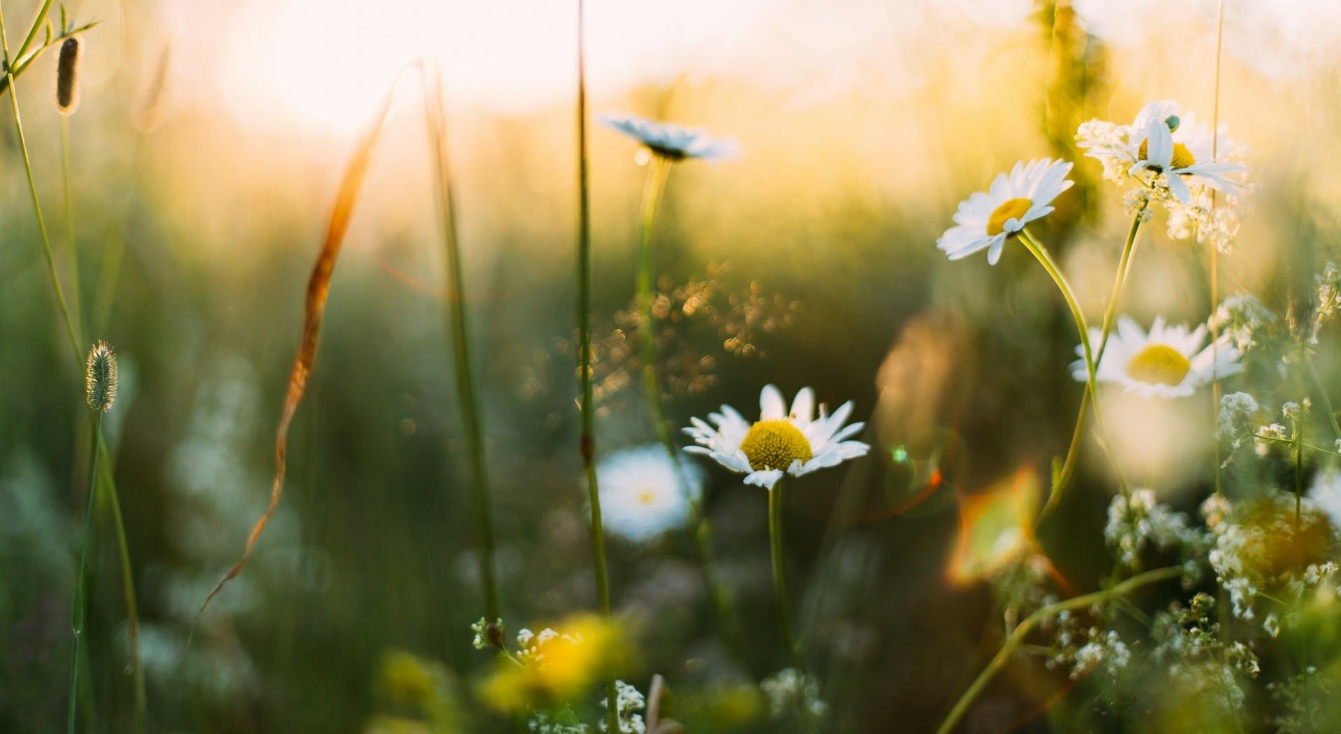 Poetry-Books-to-Say-Hello-to-Spring
